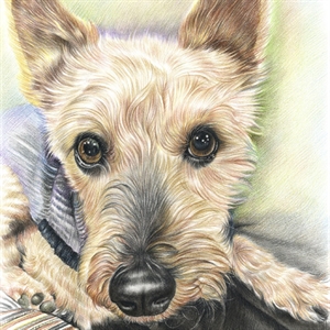 Pet Portrait Paintings from Photos