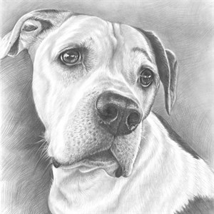 Pet Portrait Paintings from Photos