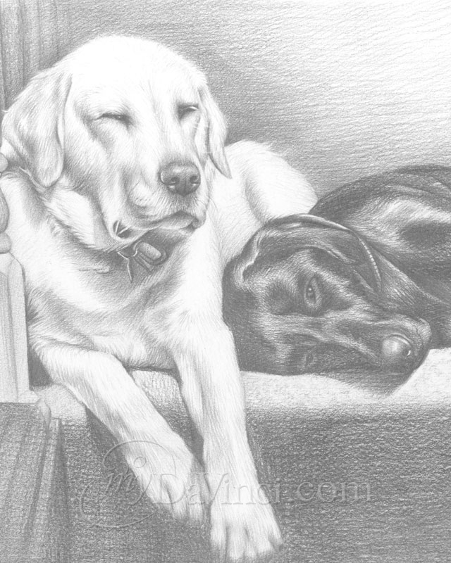 Dog portrait hand drawn Drawing of a PET Custom Portrait from Photo Unique  gift Realistic hand made Pencil portrait Charcoal portrait -  agrohort.ipb.ac.id